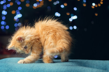 Fototapeta na wymiar Adorable fluffy red kitten