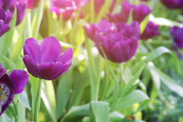 Blooming Purple Tulip Flowers in the Garden