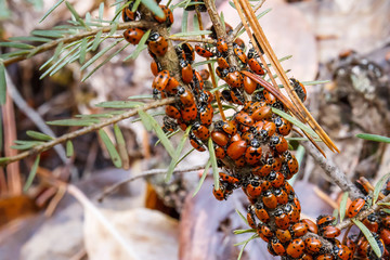 Cluster of ladybugs on a conifer branch
