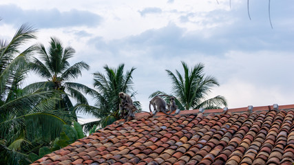 Fototapeta na wymiar monkeys on the roof