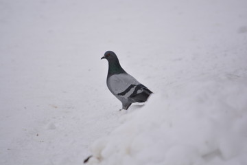 pigeon in snow