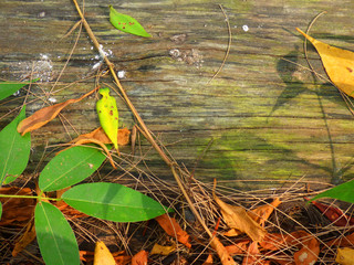  Wood background and natural.