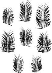 Set with stamp of the leaves of Mimosa. Isolated on white. Black and white. Vector graphics