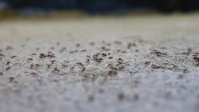 Ant emmet line carry on food catch insects beetle close up 