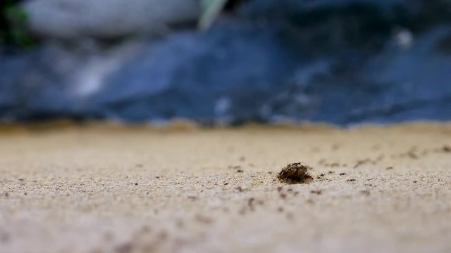 Ant termite road carry on worm to the emmet insect colony