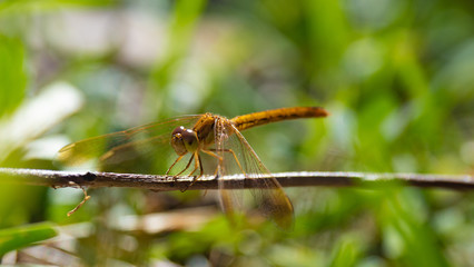 Yellow Dragon Fly