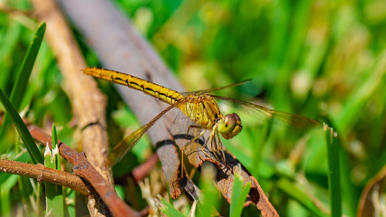 Yellow Dragon Fly