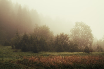 Fototapeta na wymiar misty morning in a forest glade