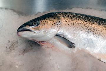 Fresh Salmon on fishmongers slab