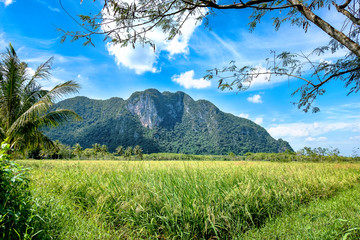 Fototapeta premium Landscape of rice field, tree, plam tree, and mountain in a nature frame. Trip to Thailand.