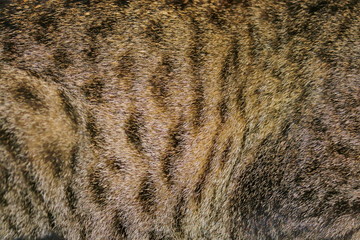 Close-Up Portrait Of A Cat natural