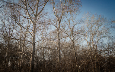 Obraz na płótnie Canvas Dry trees against blue sky. Leafless trees. Forest. Natural background