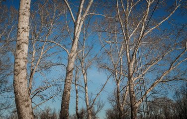 Dry trees against blue sky. Leafless trees. Forest. Natural background. Lamppost