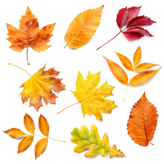 Different autumn leaves on white background