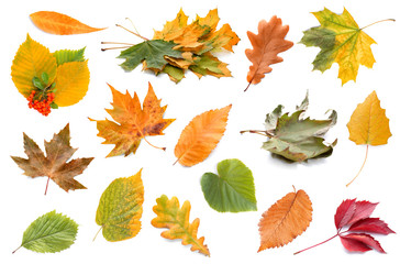 Different autumn leaves on white background