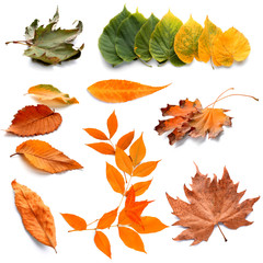 Different autumn leaves on white background