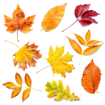 Different autumn leaves on white background