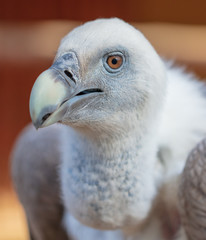 Portrait of a vulture at the zoo