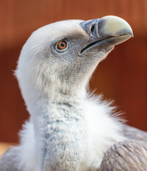 Portrait of a vulture at the zoo