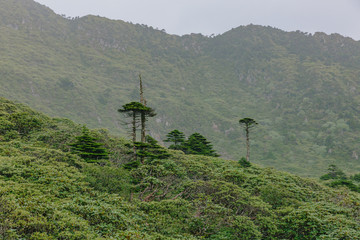 Obraz premium Trees on top of Mount Cangshan under clouds and fog, in Dali, Yunnan, China