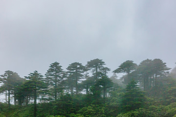 Trees on top of Mount Cangshan under clouds and fog, in Dali, Yunnan, China