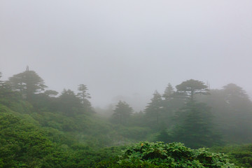 Trees on top of Mount Cangshan under clouds and fog, in Dali, Yunnan, China