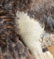 Ostrich leg in the park