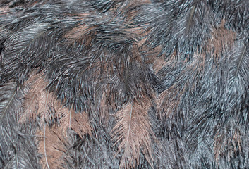 Ostrich feathers as an abstract background