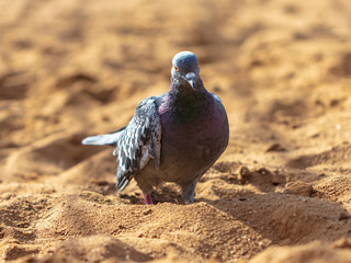 Dove walking in the sand