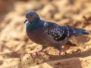 Dove walking in the sand