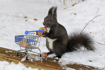 Eichhörnchen beim einkaufen 