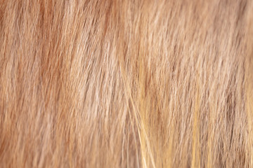 Wool goat as abstract background