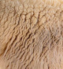 Sheep wool as abstract background