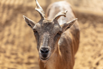 Portrait of a mountain goat in a zoo