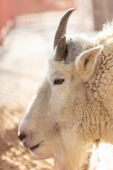 Portrait of a mountain goat in a zoo