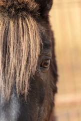 Eye of black horse