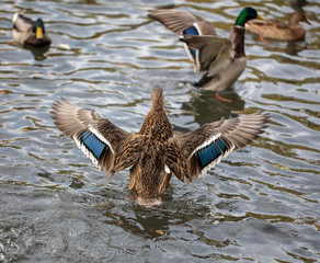 Duck takes off in the pond