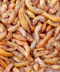 Dried crustaceans as food for birds