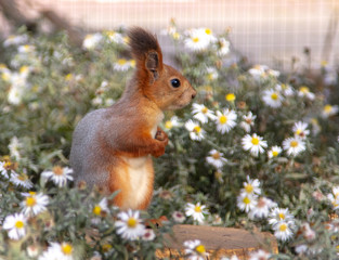 Portrait of a squirrel in the park