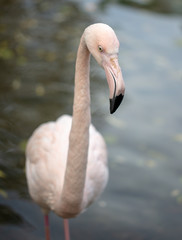 Portrait of a pink flamingo in nature