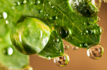 Water drops on a green leaf of strawberry