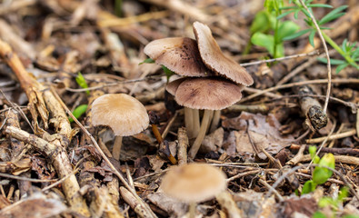 Inedible mushrooms in the forest