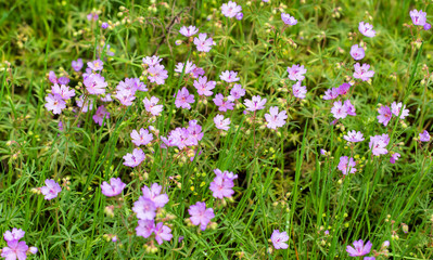 Obraz na płótnie Canvas Beautiful purple flowers in nature