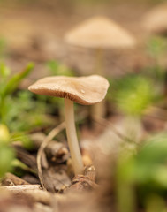 Inedible mushroom in the forest