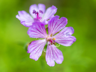 Fototapeta premium Beautiful purple flowers in nature