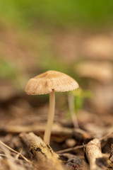 Inedible mushroom in the forest