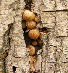 Mushroom mushrooms grow on a tree