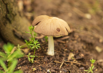 Inedible mushroom in the forest