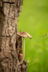 Mushroom mushrooms grow on a tree