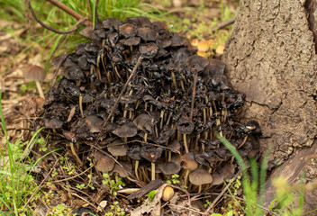 Inedible mushrooms in the forest